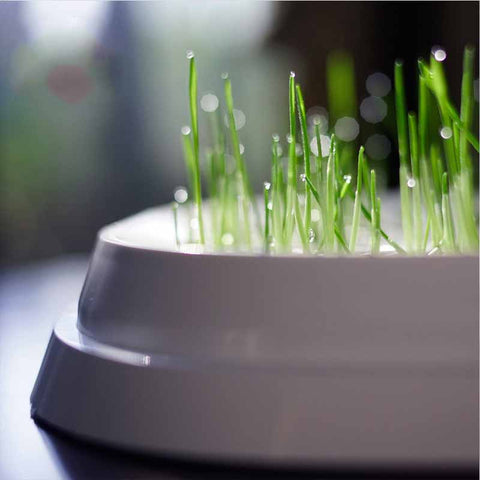 Household Simple Oblique Mouth Cat Drinking Bowl